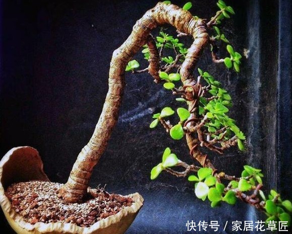 肥沃|想养好1盆“金枝玉叶”,需要注意3个基本步骤,才能更壮、更油绿