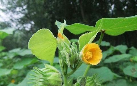 野生植物|房前屋后的茼麻，根和叶子都能入药，止咳化痰，还能治疗关节痛