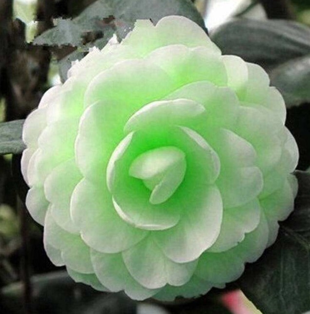 如果家有院子,赶紧种6款花苗,让院子丰收一片花海不再是梦想