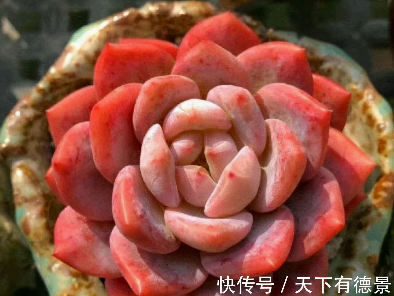 阳台党|阳台养多肉不能错过5款莲座型的品种，与价钱无关，就是很适合