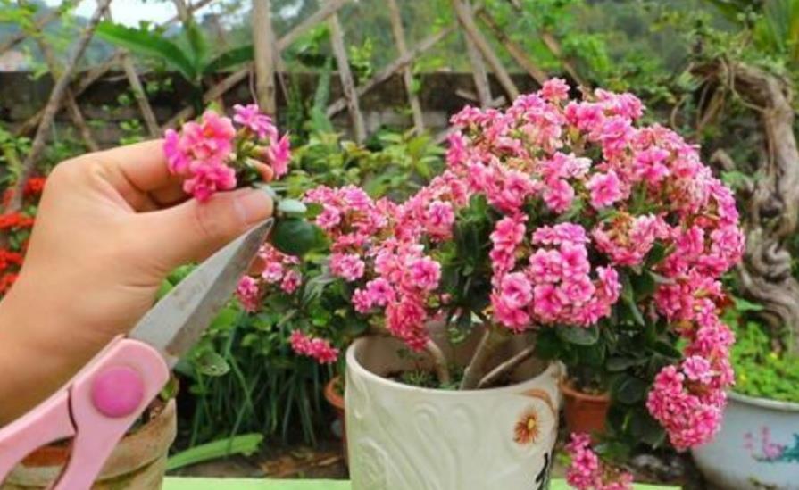 长寿花开完花,马上给它做“3件事”,很快再一次孕蕾开花