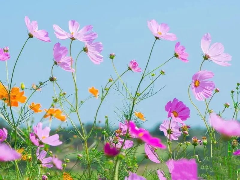 炎炎夏日来啦！赏花、观景、饮茶……带你觅夏凉！