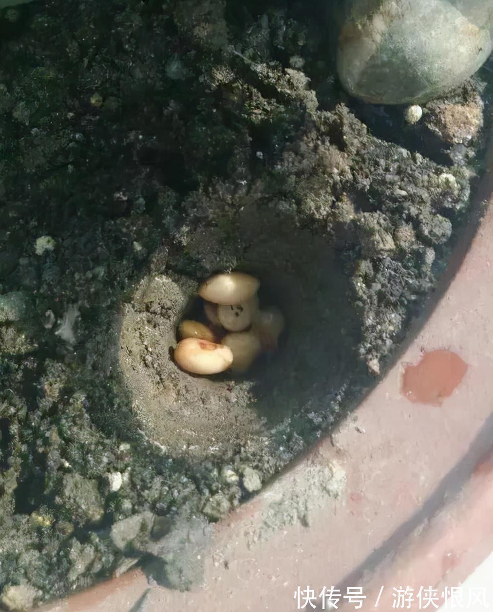 瓜子|君子兰喂点“小零食”,叶片杠杠厚,花箭拔的高,开花大又艳