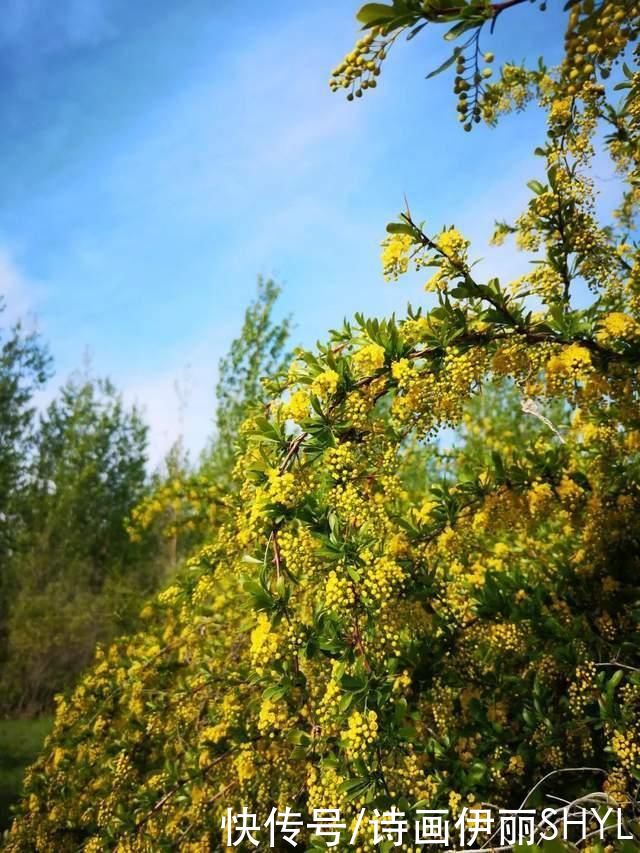 塞外江南的花海世界