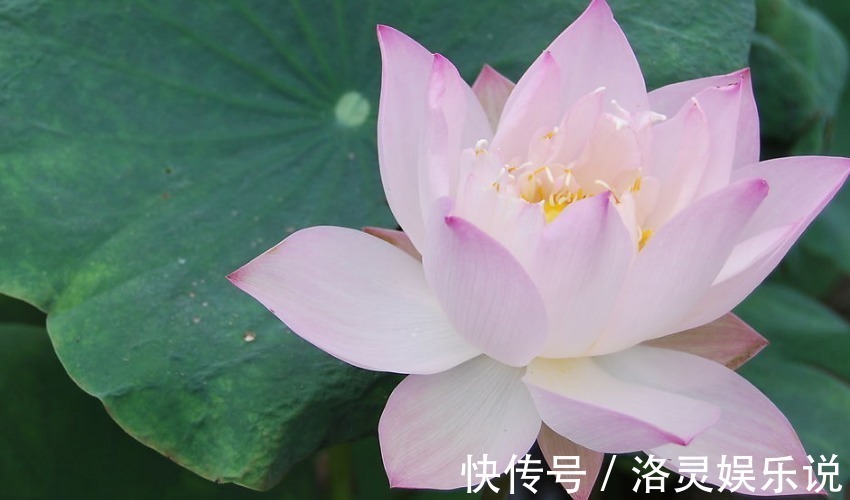 十二生肖|“老来得福”的三个生肖,晚年不但有钱有势,还有个好身体