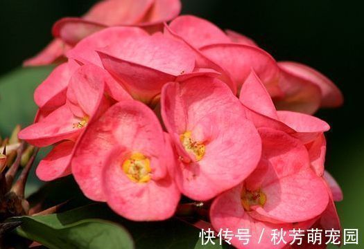 喜欢玫瑰，就养盆“精品玫瑰”宠爱小姐，花开浓艳，诱人美丽！