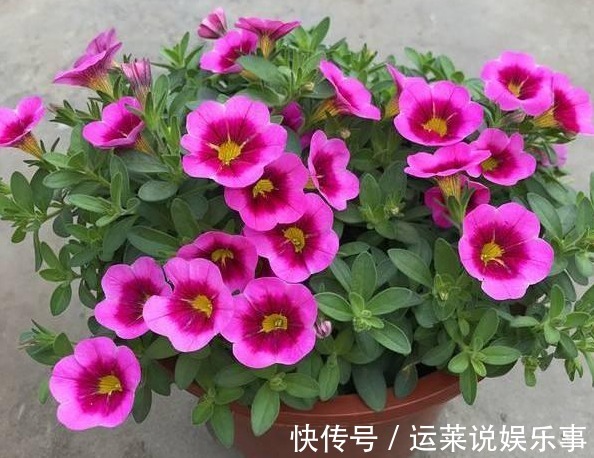 5种颜值最高的“垂吊花”，空中摇曳荡漾，宛如一幅画卷，太美了
