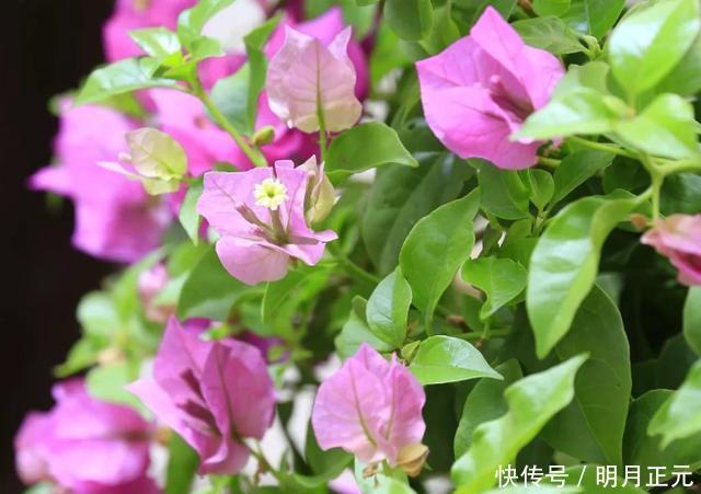 修剪|三角梅迟迟不开花,4个方法催花,2个月后就开花,又多又鲜艳