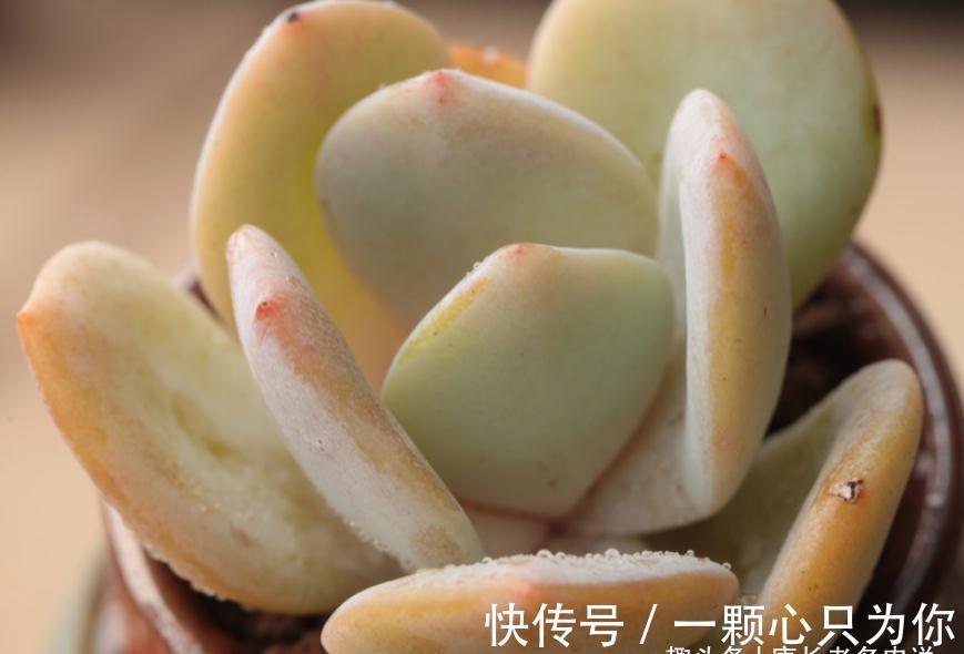 多肉雪凤茎秆粗壮，叶片又白又通透，你有没有看出它的来历？