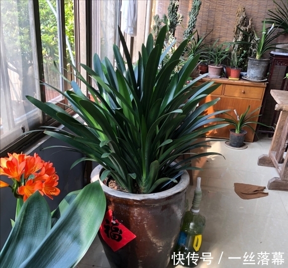 库拉索芦荟|7种“富贵花”,客厅养一盆很合适,越养越值钱,能活一百年