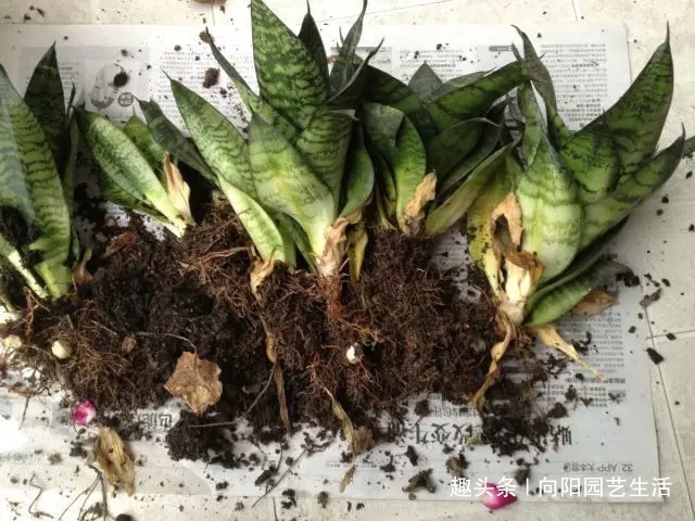 虎尾兰|虎皮兰需要施肥吗想要生小芽,喂上2种肥,花盆里长满新芽