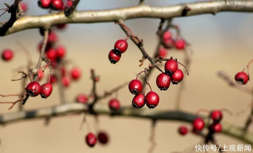  止咳|这5种水果热着吃，润燥止咳、健脾开胃