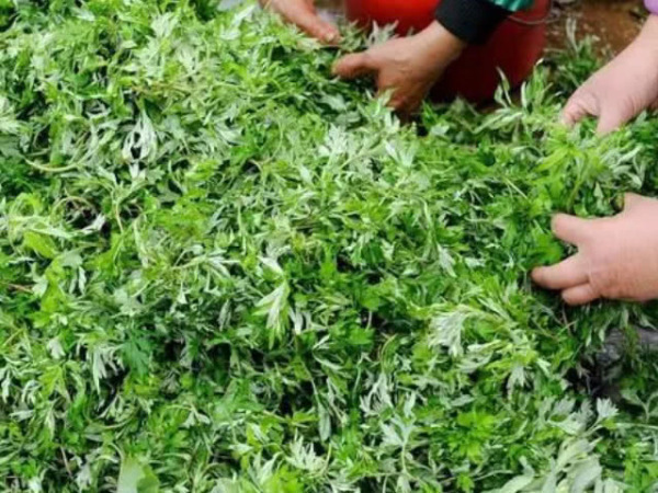 天天和螨虫睡长痘痘仅需要一片叶子,螨虫全部“一只不剩”