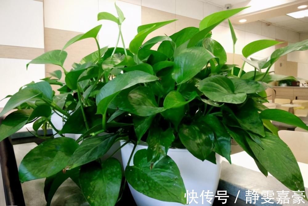 这3种花养一盆就上瘾，枝条贼好扦插，一盆能生好几盆