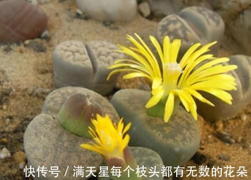 光照|多肉盆栽,天冷不上色怎么办?关小黑屋叶子1个月就变糖果色