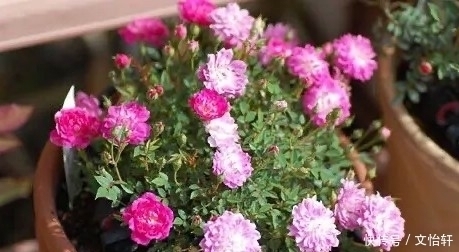 品种|100个月季品种，千姿百态，每个都很漂亮，图名并茂，值得收藏