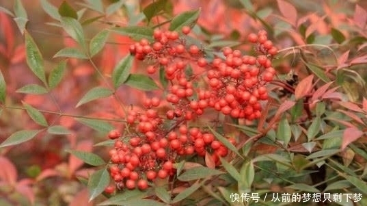 含有|在大山里看到这种“果子”,记得赶紧扔掉,它可是含有“剧毒”