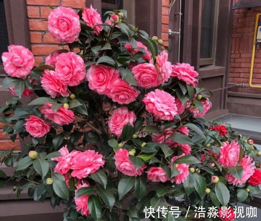 玉树|3种“老花树”,能活一百年,冬天不怕冷,开满“吉祥花”