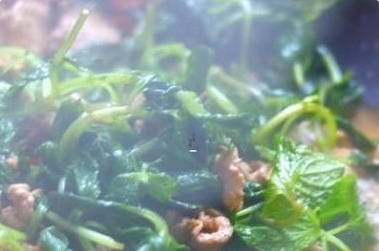 孩子|孩子感冒咳嗽怎么办别慌!猪肉加“它”一起炒,止咳化痰防感冒