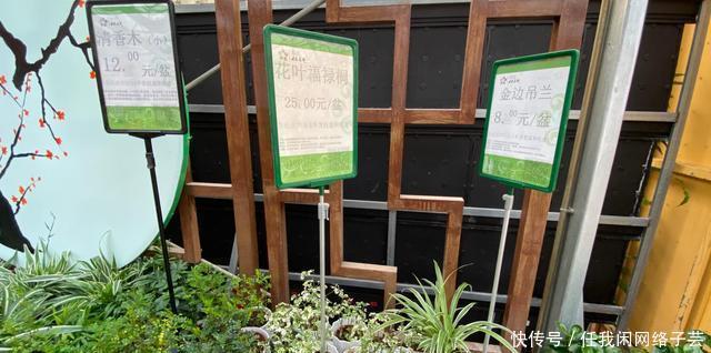 北京开了第一家绿植花卉大超市,就在南三环边上明码标价新鲜实惠