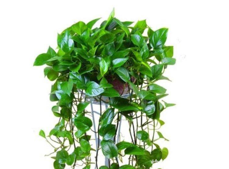 瀑布|常见的八种花离开地面养,开花成瀑布,迅速长爆盆,十分出众