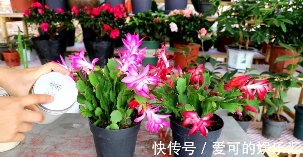 鸡蛋壳|家里的2种垃圾别丢了,用来养蟹爪兰,秋冬开花多更艳丽