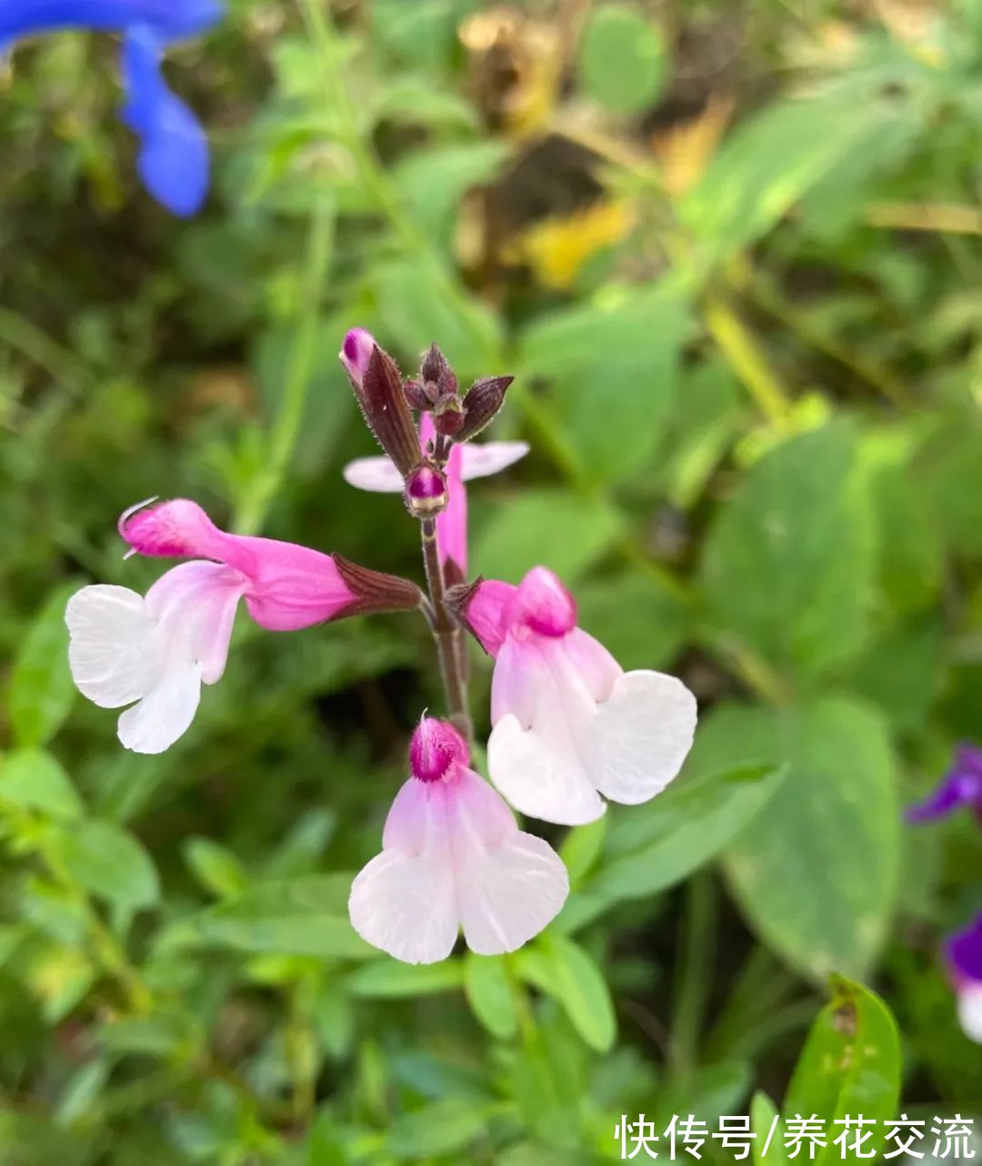 多年生|7种四季都可以养室内的开花植物，养花新手也可以尝试种几盆