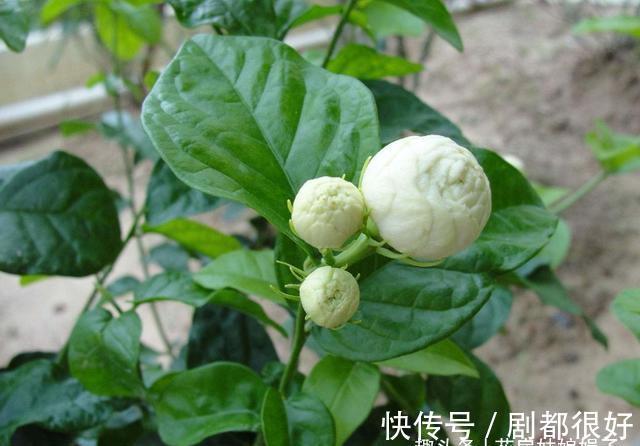 虎头茉莉虽然养殖难度大，但做好这几点，也能轮番开花赛牡丹