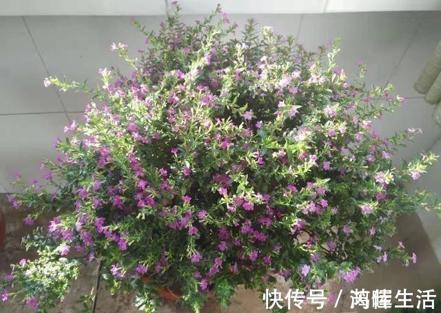 一款很耐热的盆栽花,适合夏天种,终年常绿,四季开花,值得入手