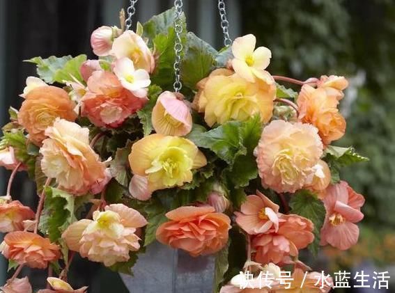 海棠|养这花就能把牡丹、茶花和三朵玫瑰的美丽结合在一起