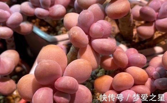 桃蛋养出“丸叶”，选用拇指盆，土里加点颗粒肥，嗖嗖胖成球