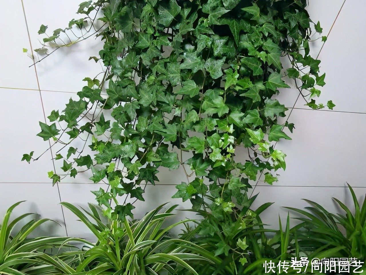 爆花期|夏日养花“施肥篇”，肥料别乱用，小心烧根烧苗，教你正确用肥