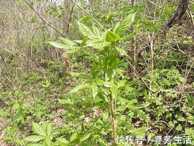 本草纲目|这树满身刺，嫩叶却成极品野菜，民间俗称“刺拐棒”，一斤30元