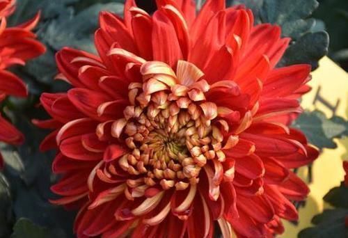 爆花|5种“耐寒花”,趁着秋天种一盆,爆花3个月,冬天不寂寞