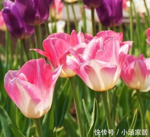 虞美人|养花不能乱养,这6种花不能放在室内,花香浓郁植株有毒