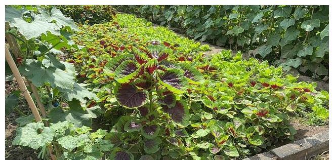 答案|同样是苋菜,红色和绿色哪个好?老菜农告诉你答案,以后别瞎买了