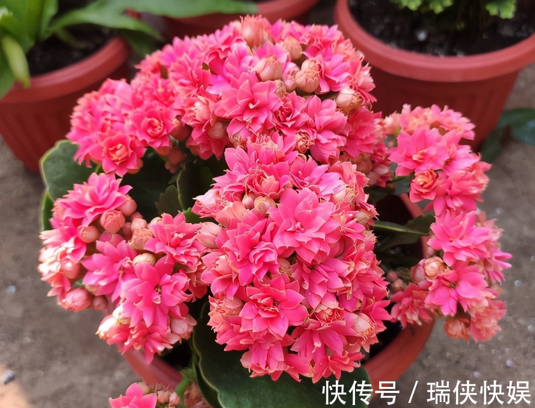 长寿花有“三怕”,新手一定要避免,合理养护才能爆盆开花