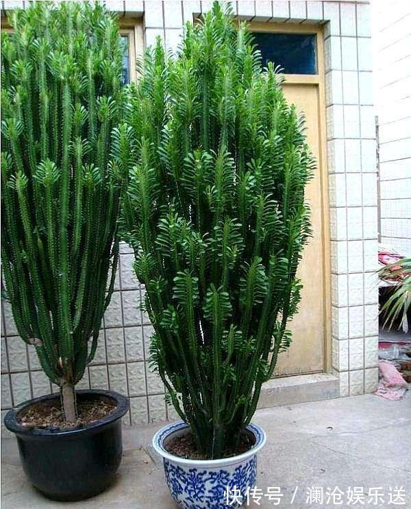 种花|常见的2种花，夏天多“切几刀”，才能呼呼冒“新芽”，翻倍的长