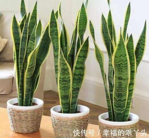 农历十一月大雪过后,养什么花?家里养3种花,富贵安康吉祥如意