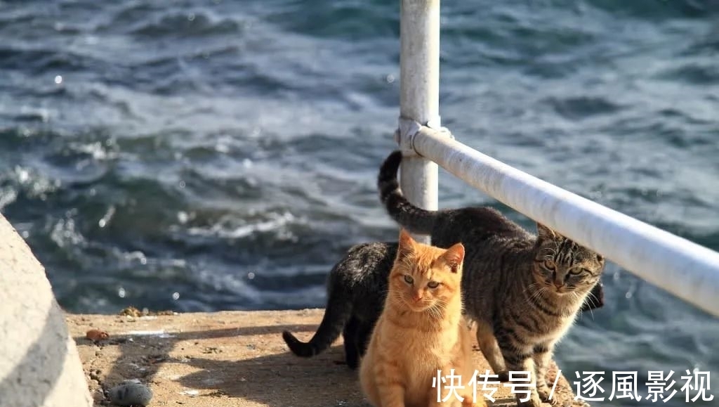 喵星人|日本怎么那么多撸猫圣地啊!