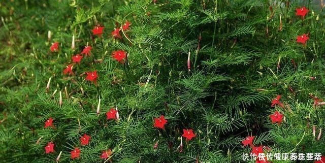 繁殖|这几种花养在墙角最合适,顺着墙开花成海,盛夏也极美!