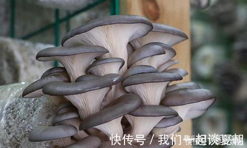 买平菇时，挑大的还是小的老菜农教您一招，别再买错了