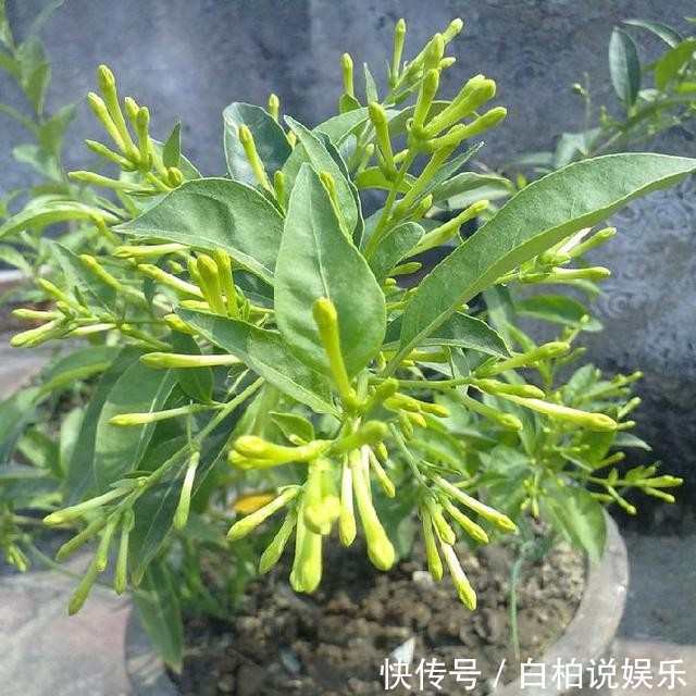 这几种花比香水还要香,把它栽在阳台,香味会让你心旷神怡