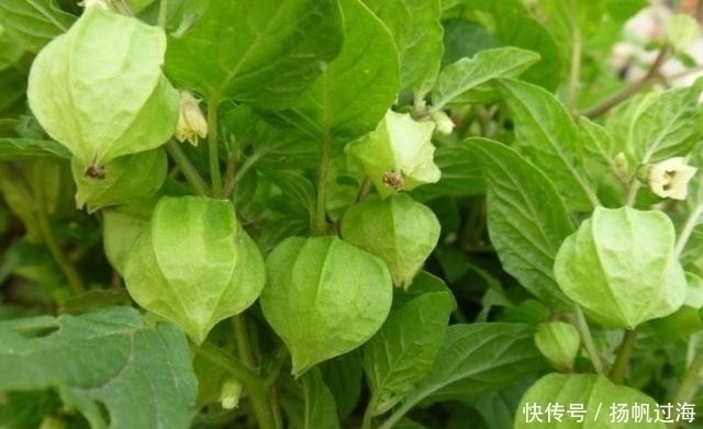 灯笼草|提醒:在农村见到此野草,一定要带回家,好处很多,作用非常大