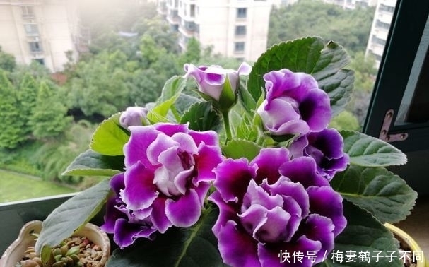 最适合新手养的花,沾土就能活,花开枝繁叶茂,美极了