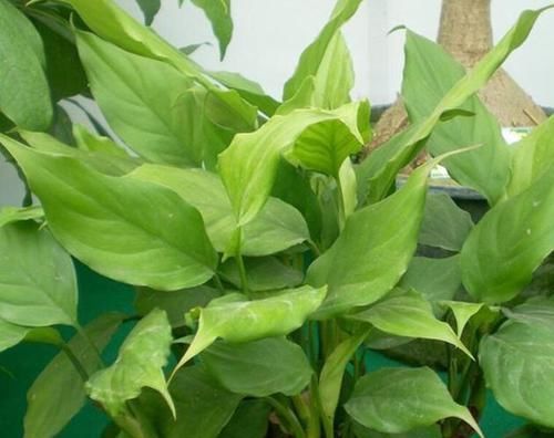 北阳台光线较差，怎么盆栽植物？5款“耐阴花”，没问题！