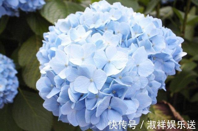 花苞|绣球花还没开就变黑了，你知道原因吗这几点你要知道