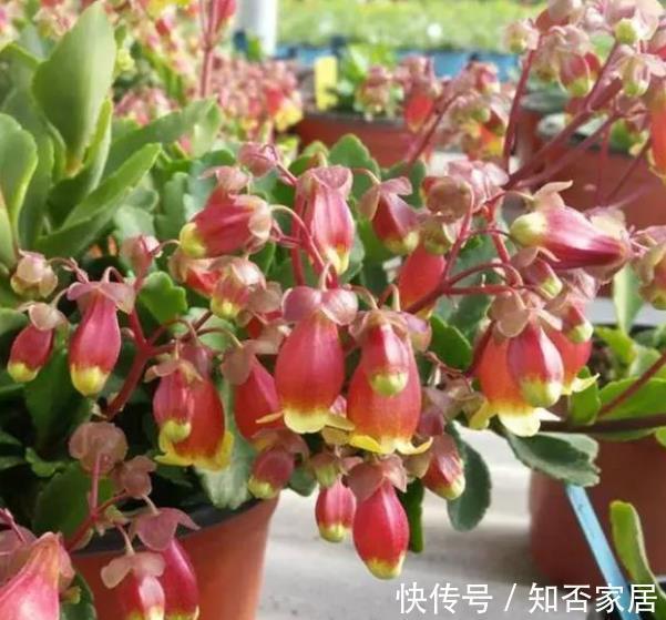 菲菲|3种高颜值长寿花,每一种都让人爱不释手,皮实好养易爆花