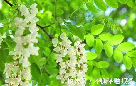 刺槐甙|女性想要皮肤好,要坚持吃3种食物,美容养颜、排毒护肤