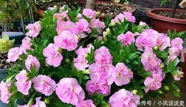 4种花是爆盆能手,开起花来拦不住,开成花海超美的